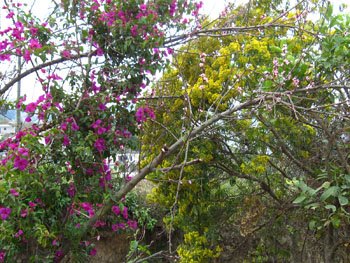 IMG_2186.jpg
