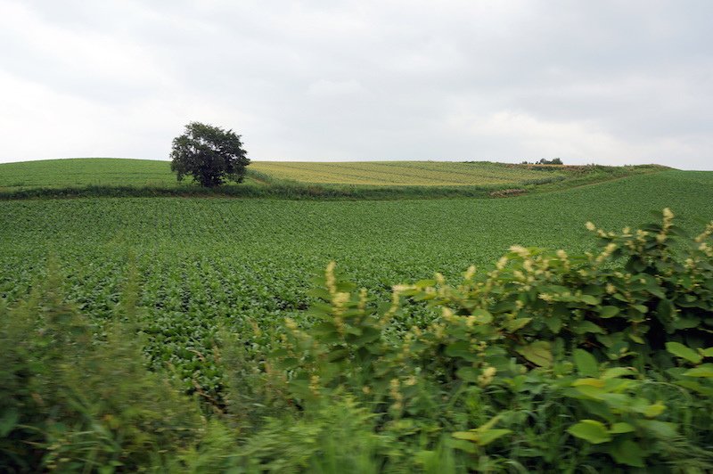 DSC05775.JPG