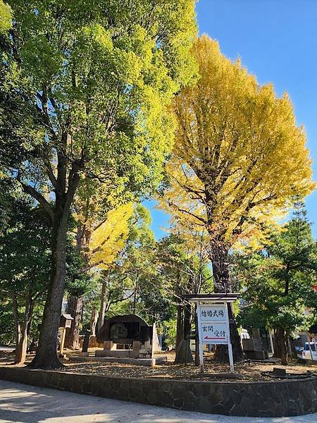 2023-11-22 東京賞楓旅Day4-1 富岡八幡宮＋新