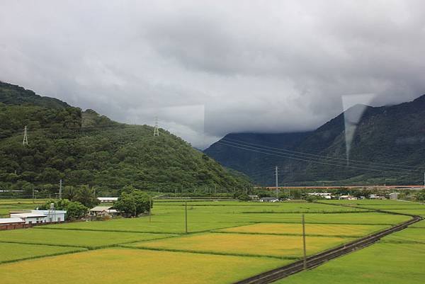 家鄉稻田