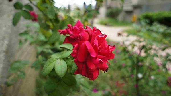 DSC00070.jpg