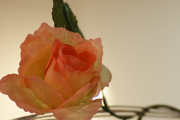 w_20090725_162310.jpg