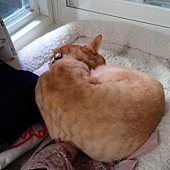 胖貓喜歡我的內衣