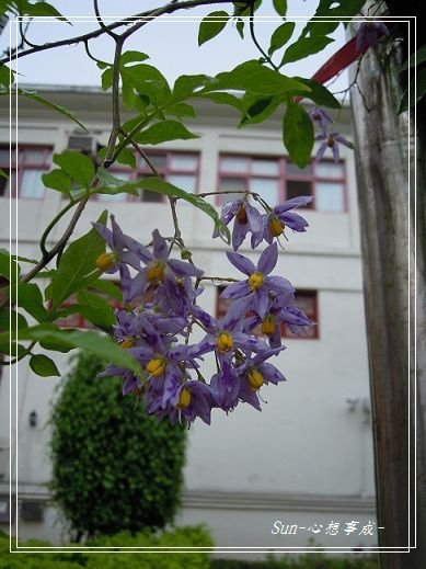 20130512028懸星花.jpg