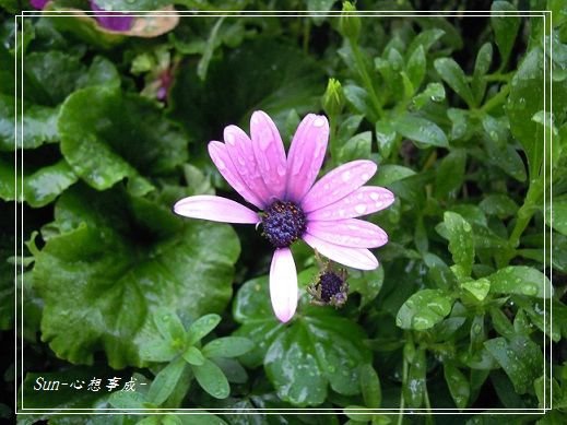 20140209027藍眼菊.jpg