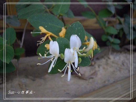 20140216009忍冬(金銀花).jpg