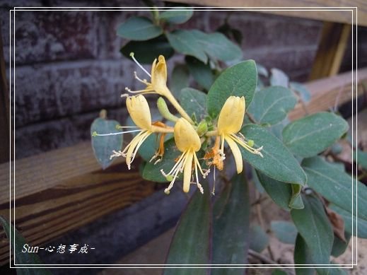 20140216010忍冬(金銀花).jpg