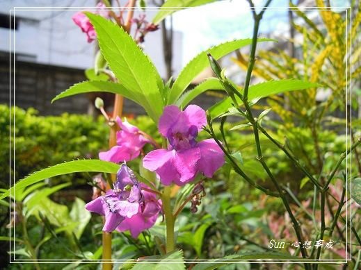 20140223035鳳仙花.jpg