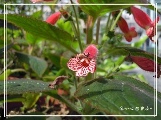 20140223038苦苣苔科花貓.jpg