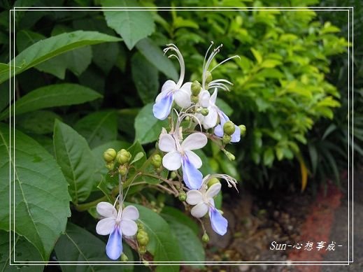 20140621009花蝴蝶.jpg