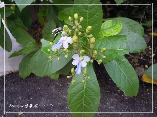 20140621011花蝴蝶.jpg