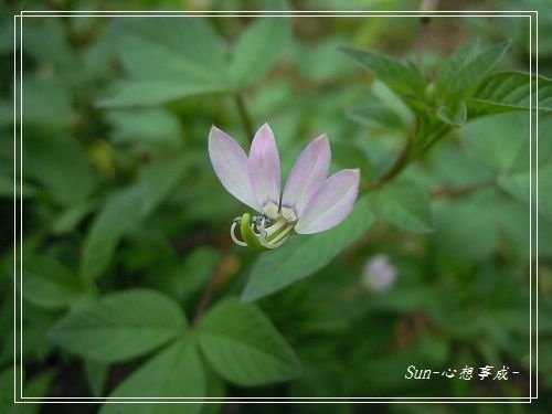 20140908002平伏莖白花菜.jpg