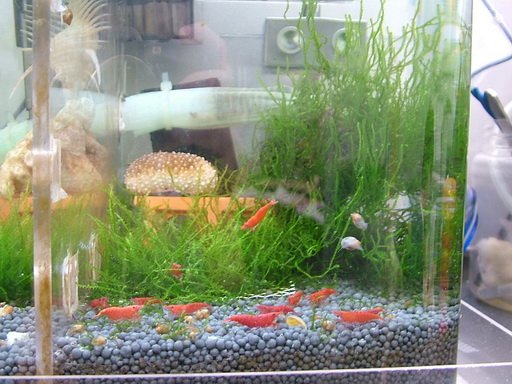 大魚缸03.jpg