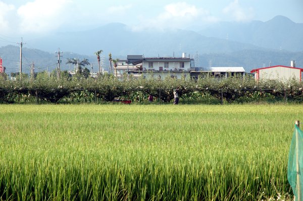 【宜蘭民宿】Sunday Home 民宿前的上將梨