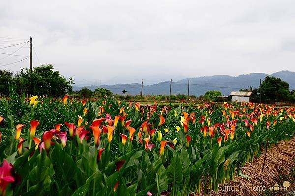 【宜蘭旅遊景點推薦】2013 三星彩色海芋田 【宜蘭民宿】Sunday Home