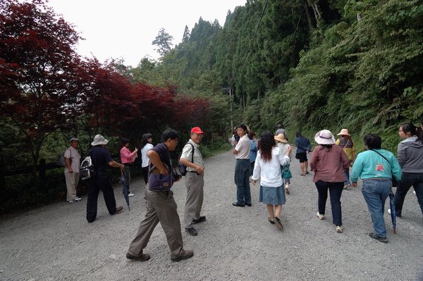 【宜蘭旅遊景點推薦】神木的故鄉-馬告生態公園 【宜蘭民宿】Sunday Home