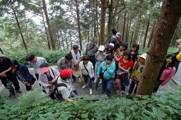 【宜蘭旅遊景點推薦】神木的故鄉-馬告生態公園 【宜蘭民宿】Sunday Home