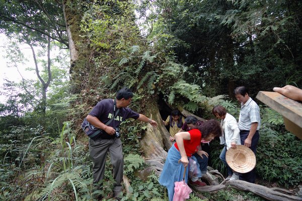 【宜蘭旅遊景點推薦】神木的故鄉-馬告生態公園 【宜蘭民宿】Sunday Home