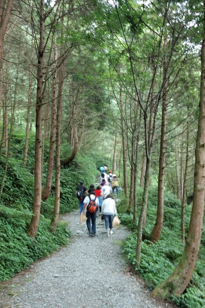 【宜蘭旅遊景點推薦】神木的故鄉-馬告生態公園 【宜蘭民宿】Sunday Home