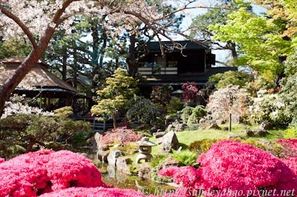 金門公園日式茶園櫻花