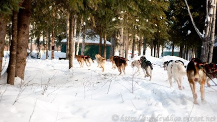 阿拉斯加雪橇狗