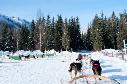 阿拉斯加雪橇狗