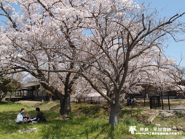 平城宮跡 (1029)