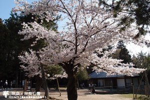 奈良公園(1004)