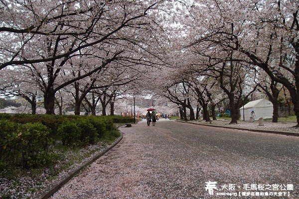 毛馬櫻之宮公園(1019)