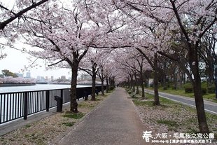 毛馬櫻之宮公園(1009)