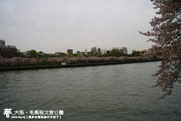 毛馬櫻之宮公園(1011)