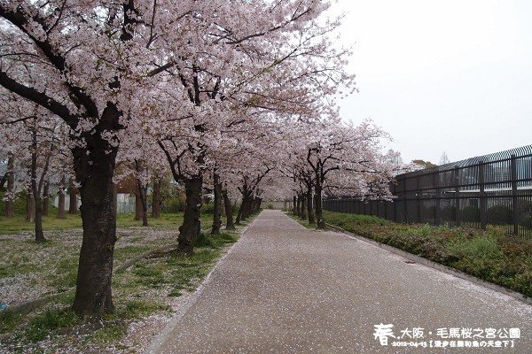 毛馬櫻之宮公園(1026)