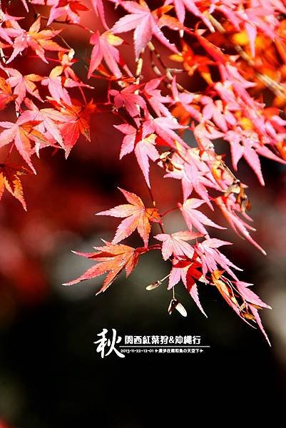 奈良公園(1032).jpg