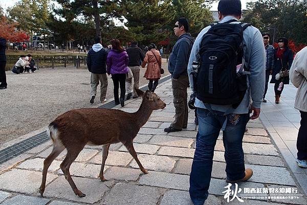 奈良公園(1166).jpg