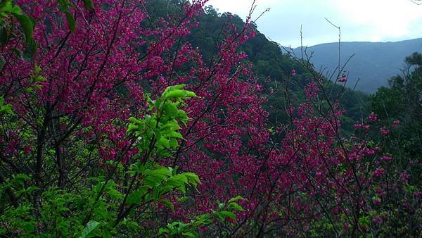 P1270896 (複製).JPG