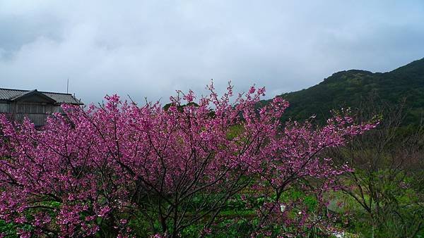 P1270919 (複製).JPG