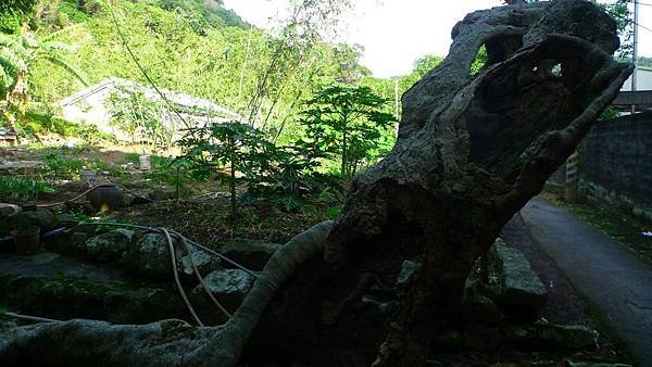 P1280049 (複製).JPG