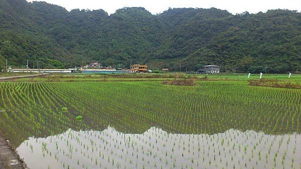 ricefield