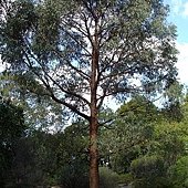 Eucalyptus_radiata