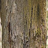 Peppermint_gum_bark