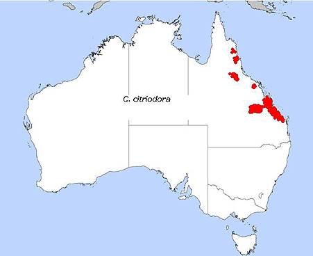 Distribution_Corymbia_citriodora