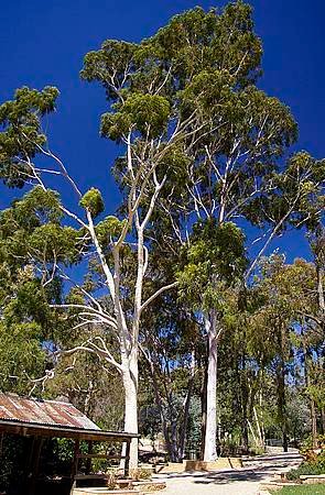 Corymbia_citriodora