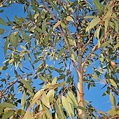Eucalyptus_dives