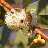 Eucalyptus_dives_flowers