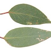 Broad-leaved_peppermint
