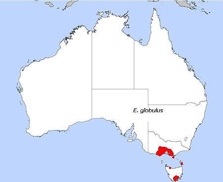 E._globulus
