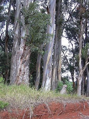 Eucalyptus_globulus