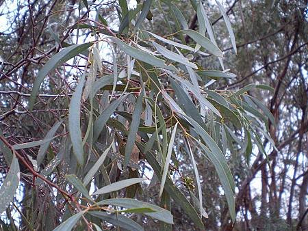 Eucalyptus_polybractea_leaf