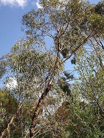 Eucalyptus_polybractea