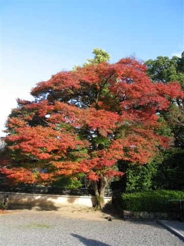 日本關西行